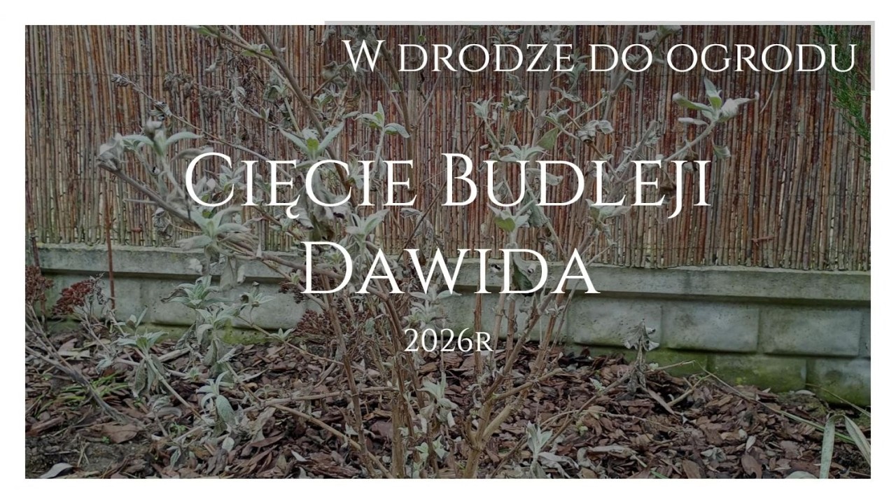 Cięcie Budleji Dawida