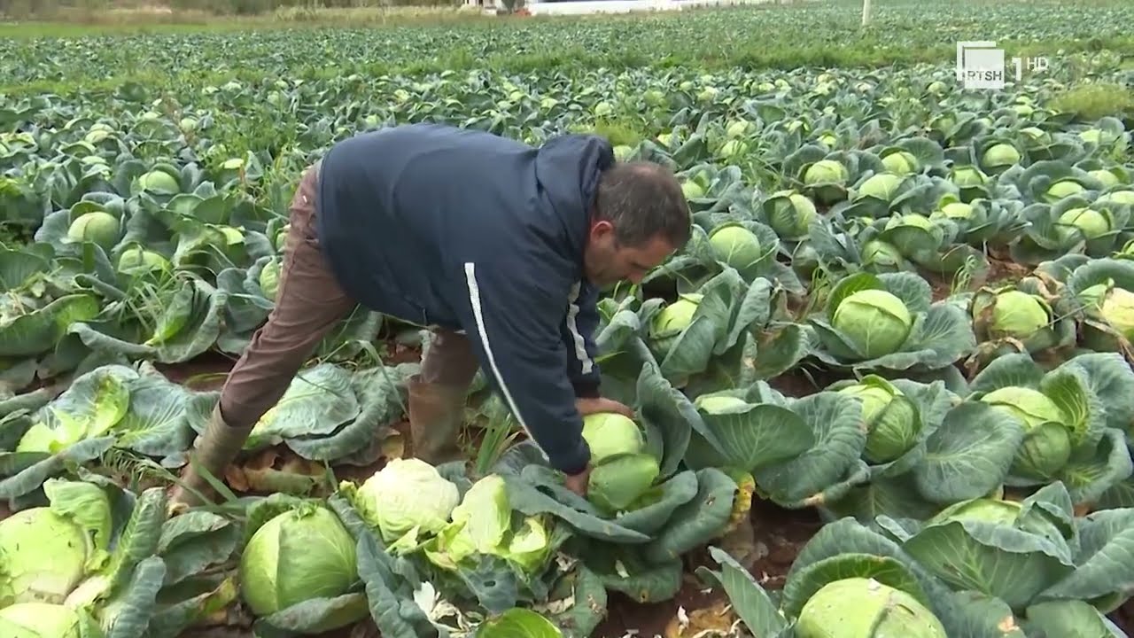Lakra e bardhë e Bushatit, prodhimi i mbarë, nuk mungon kërkesa nga blerësit | RTSH