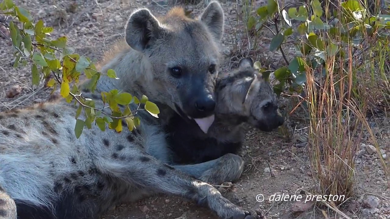 Mother Love Needs No Words - Hyena Mom and Cute Cub
