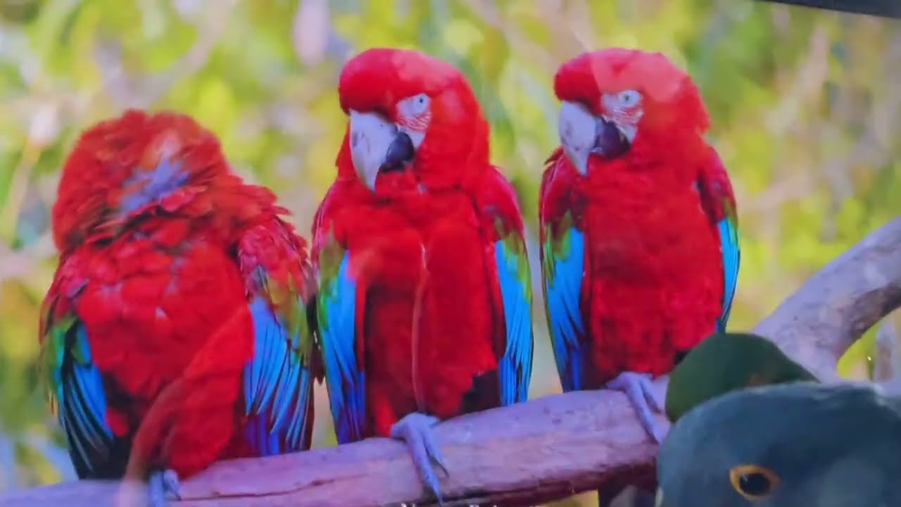 Macaws watching TV screen Macaws