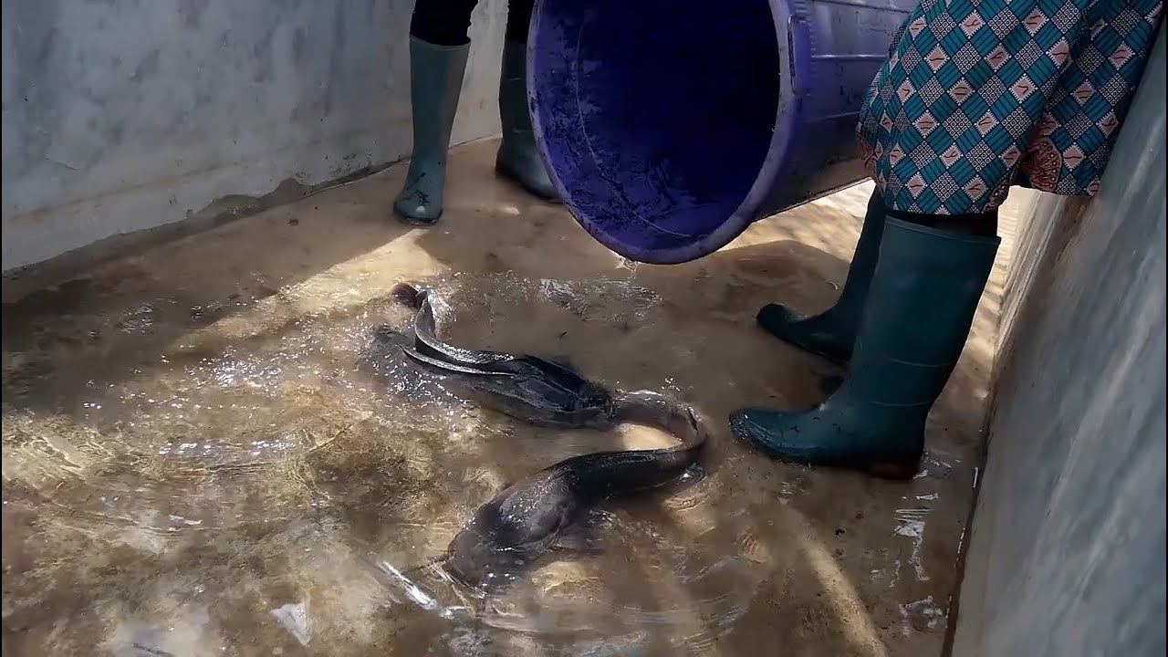 Treated Wastewater Aquaculture: boosting revenue streams and production in Ghana | IWMI