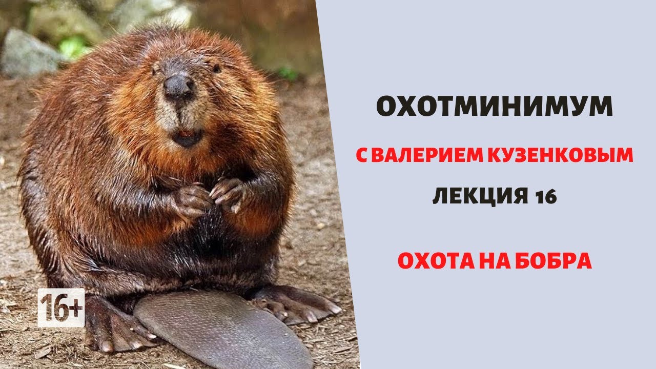 Охотминимум. Лекция 16. Охота на бобра