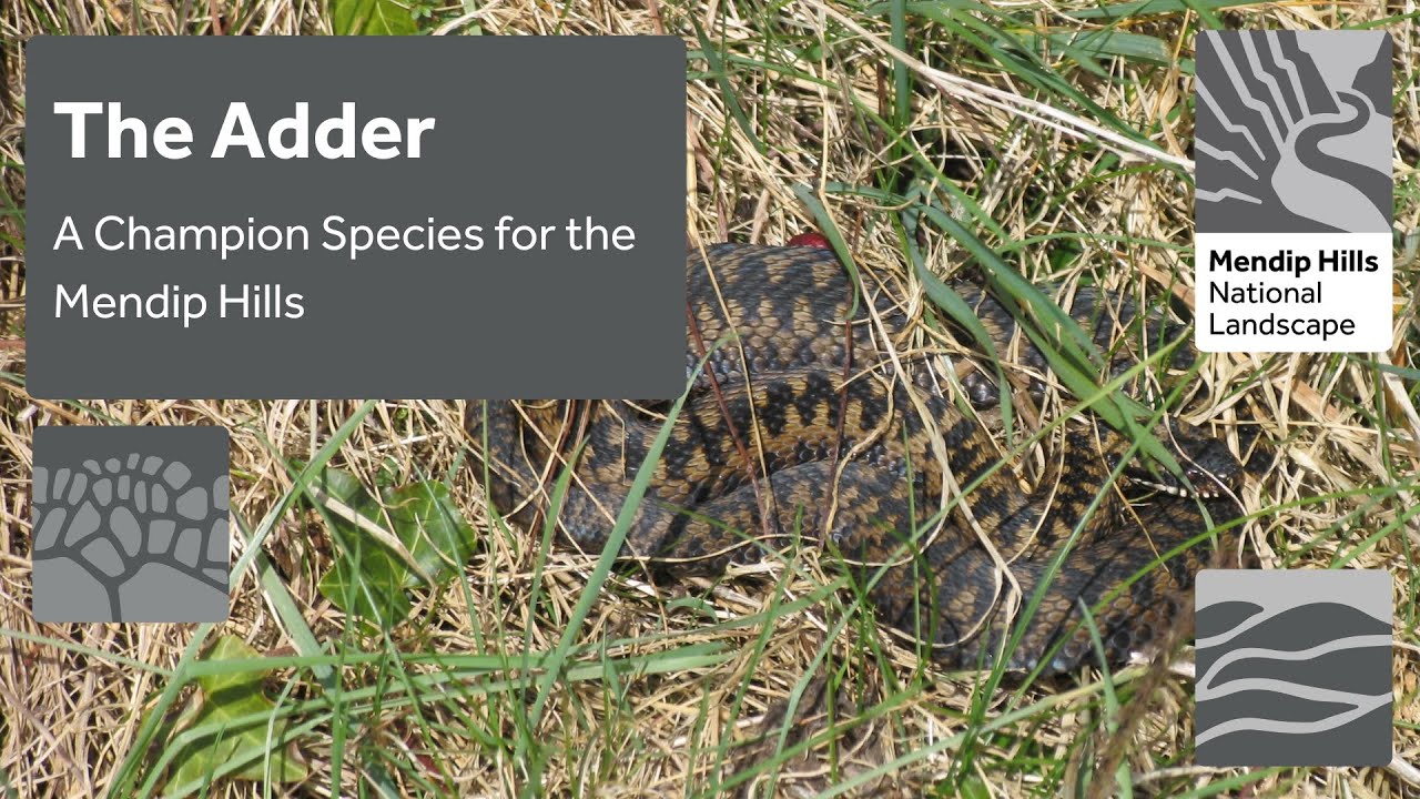 The Adder - a Champion Species of the Mendip Hills