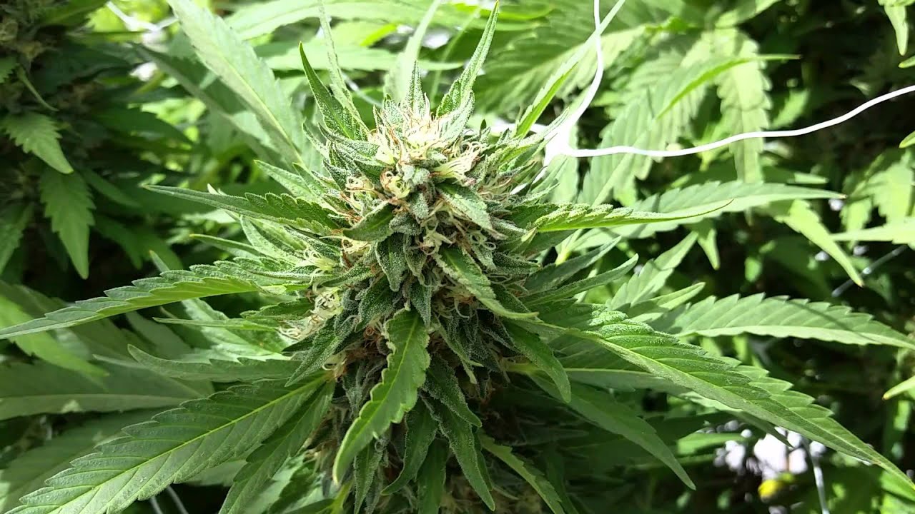 Chem Valley Og Kush - Sept 16