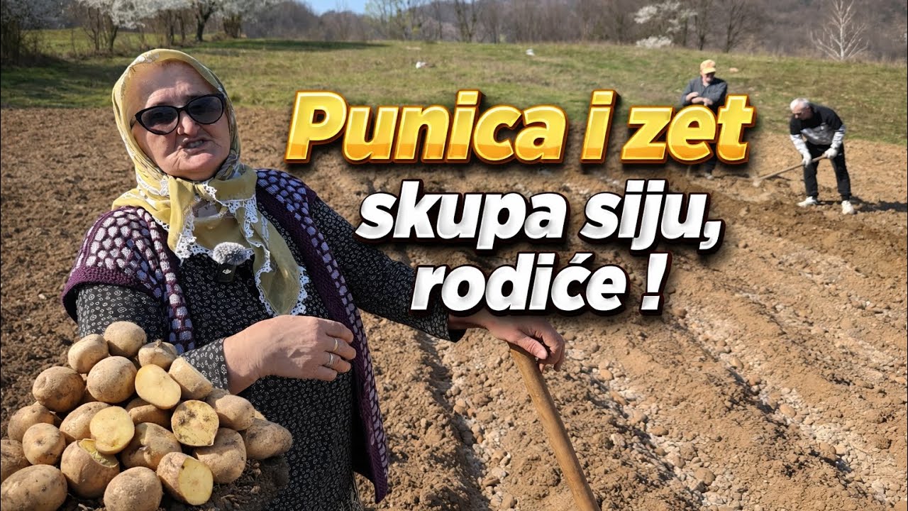 Punica i zet sastavili motike, zet mi je kao prela, kopa, sije krompir svake godine👌