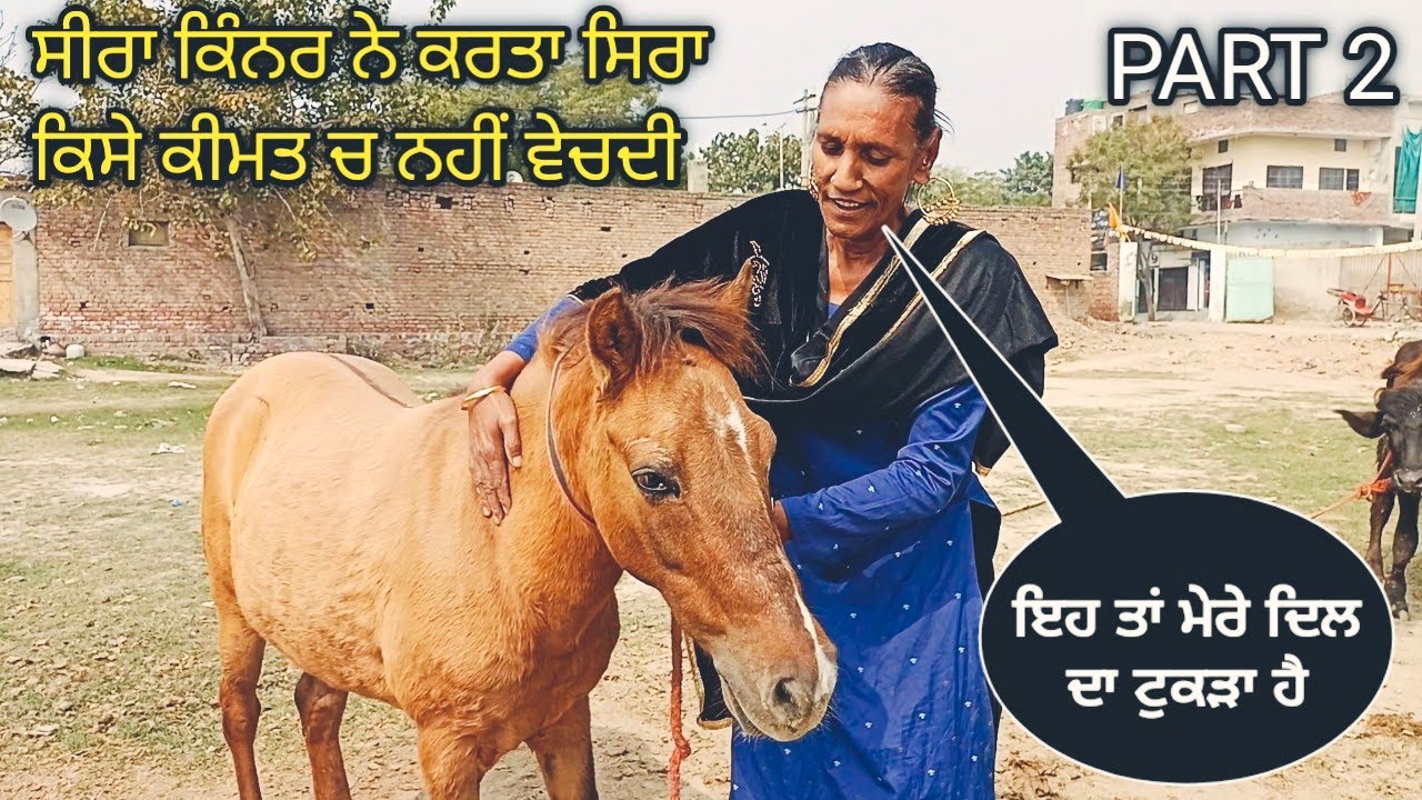 ਭਾਗ 2 ਸੀਰਾ ਕਿੰਨਰ ਕਰੋੜਾਂ ਚ ਨਹੀਂ ਵੇਚਦੀ ਇਸ ਘੋੜੀ ਨੂੰ ਕੀ ਖਾਸ ਹੈ ਘੋੜੀ ਚ @farming baba  famous seera kinner