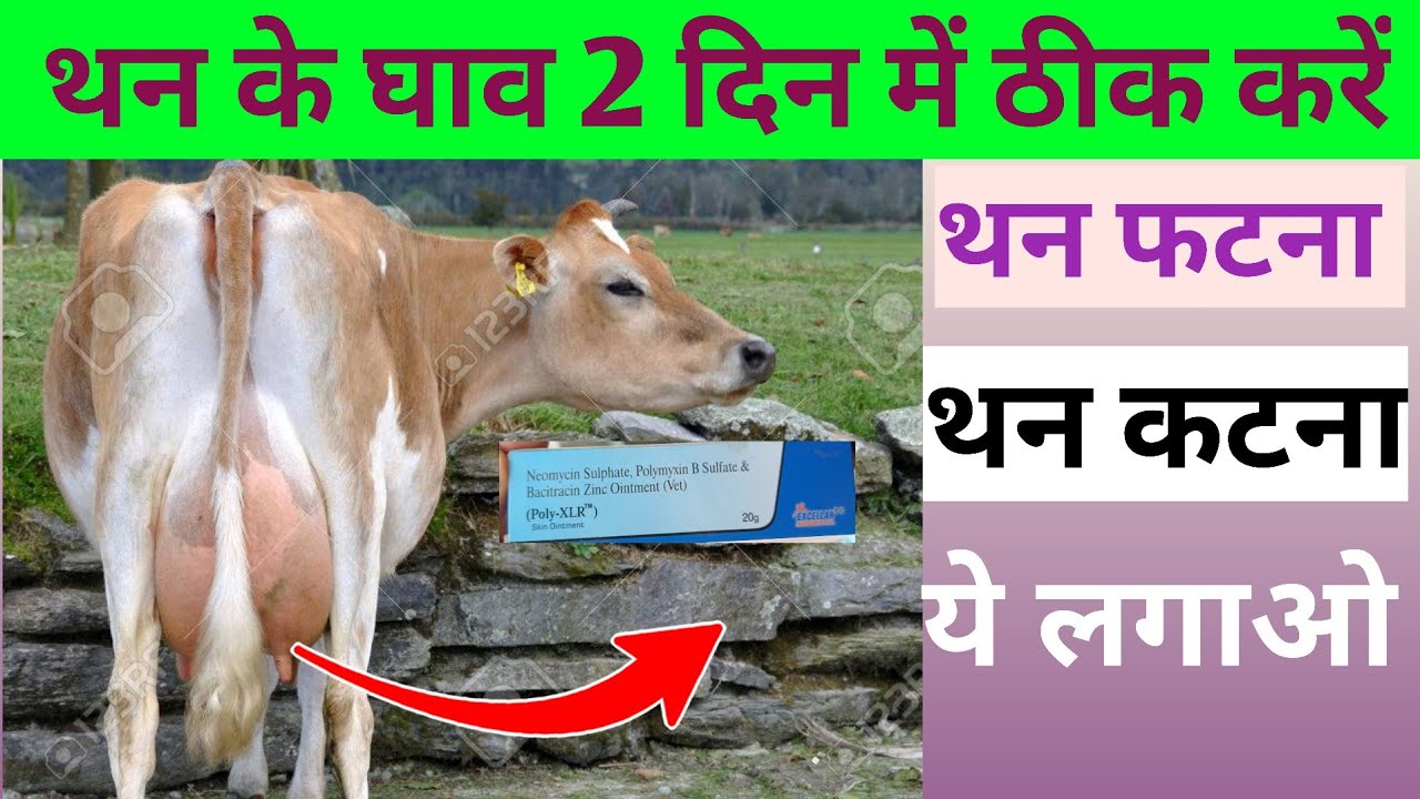 गाय भैंस के थन के घाव कटना फटना ठीक करें 2 दिन में ||