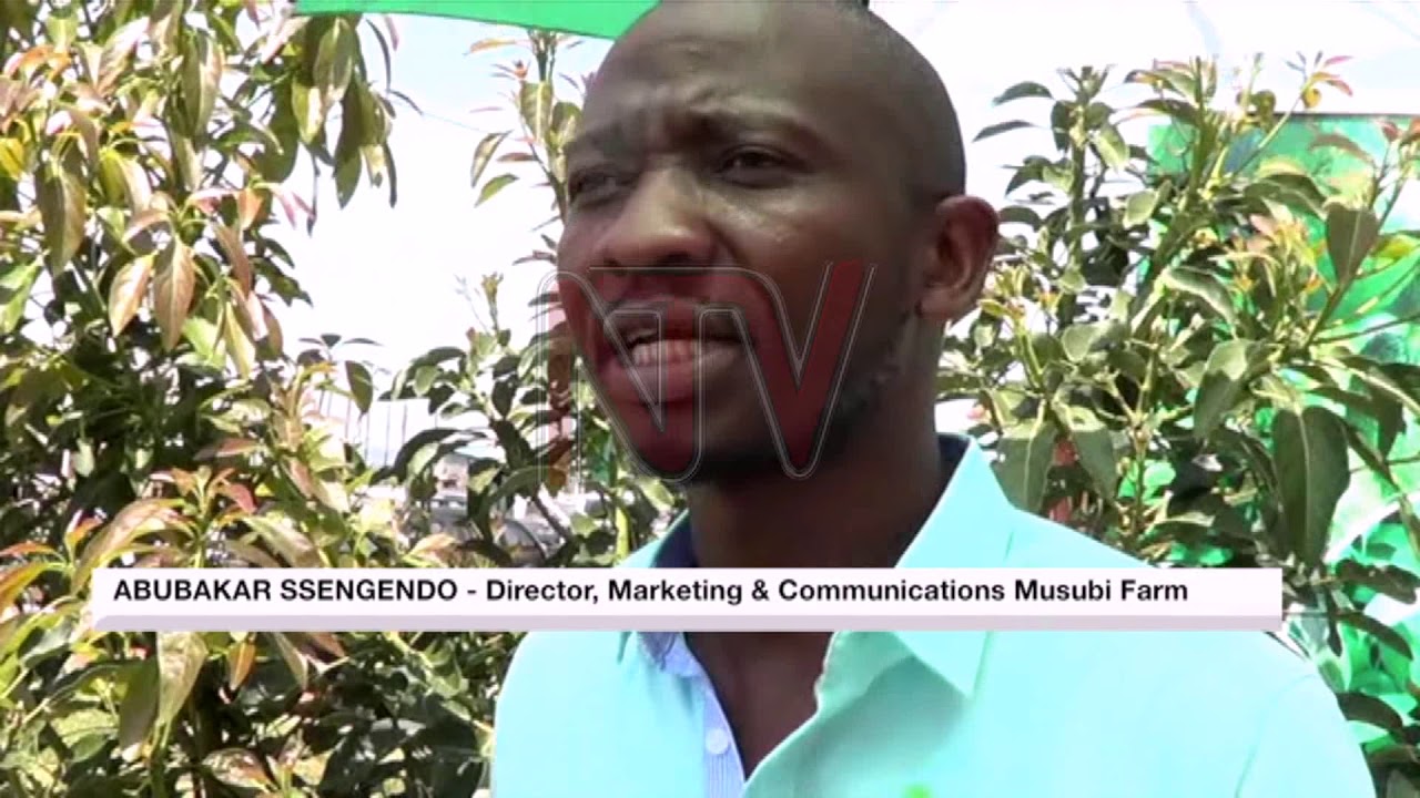 HORTICULTURE EXPORTS: Uganda sets eyes on $7bn global avocado market