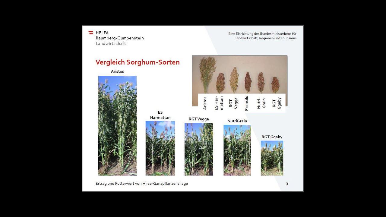 Ertrag und Futterwert von Hirse-Ganz-pflanzensilage in der Rinderf&uuml;tterung im Vergleich zu Silomais