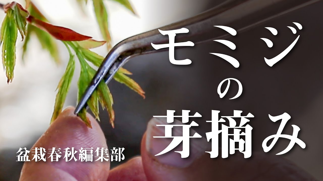 【３月の作業】ヤマモミジの芽摘み