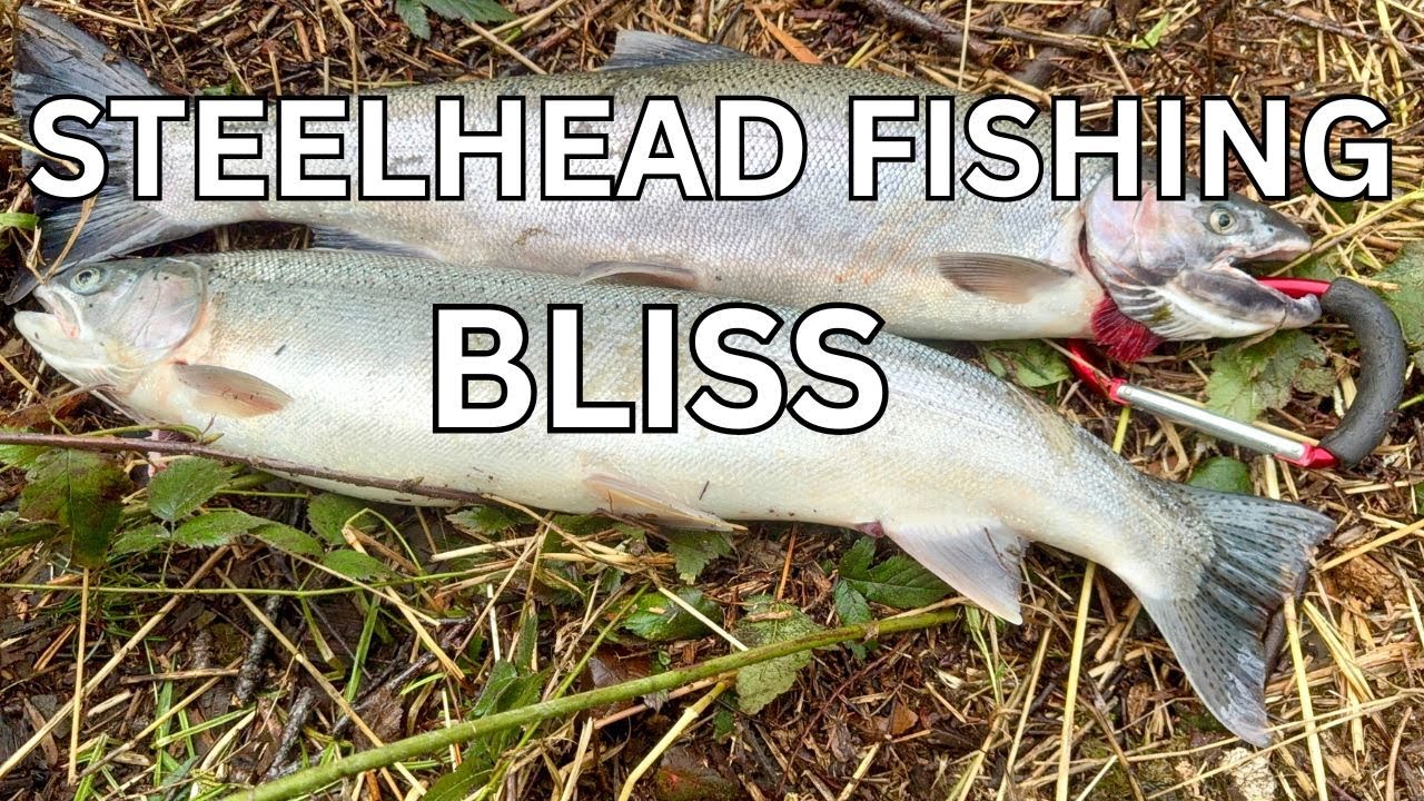 OREGON STEELHEAD FISHING: CATCHING LIMITS BLISS