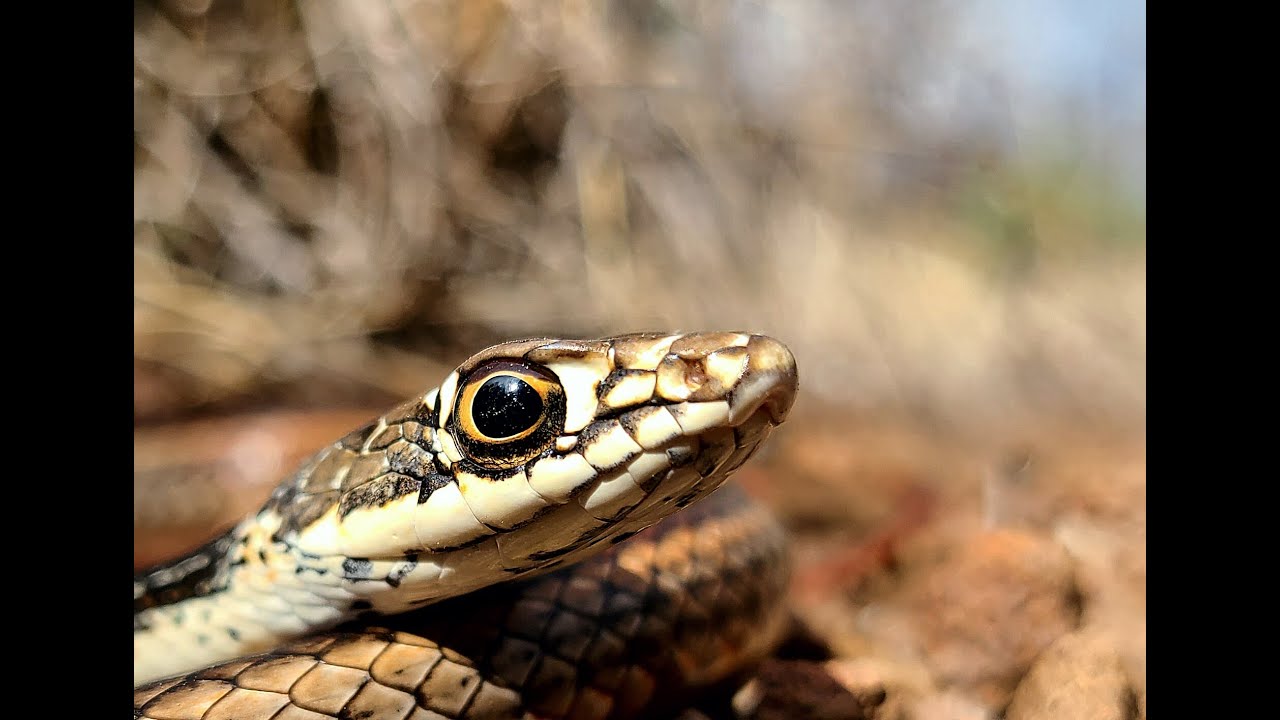 Catching a Central Texas Whipsnake