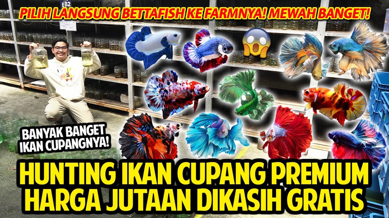 HUNTING BETTA FISH PREMIUM! HARGA JUTAAN DIKASIH GRATIS! PILIH LANGSUNG KE FARMNYA! MEWAH BANGET!