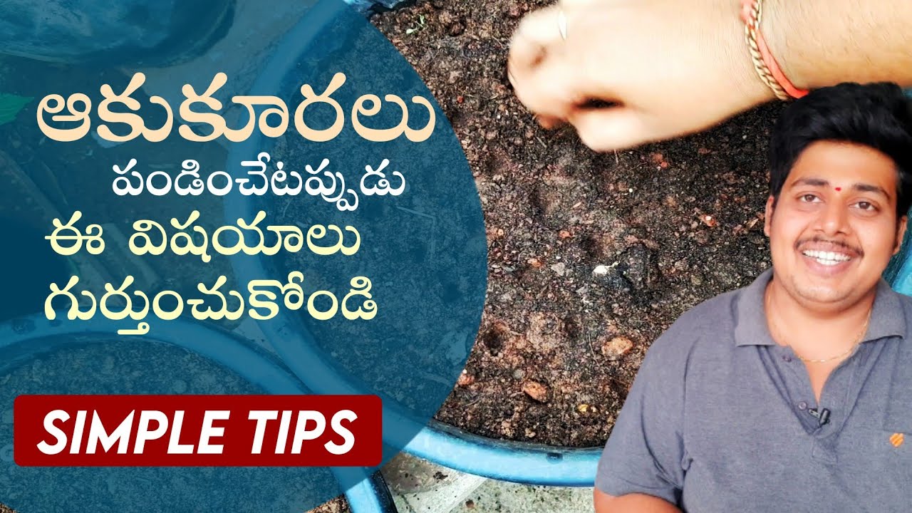 ఆకు కూరలు వేస్తూ....బోలెడు చిట్కాలు, కబుర్లు  || Growing leafy veggies in Terrace garden
