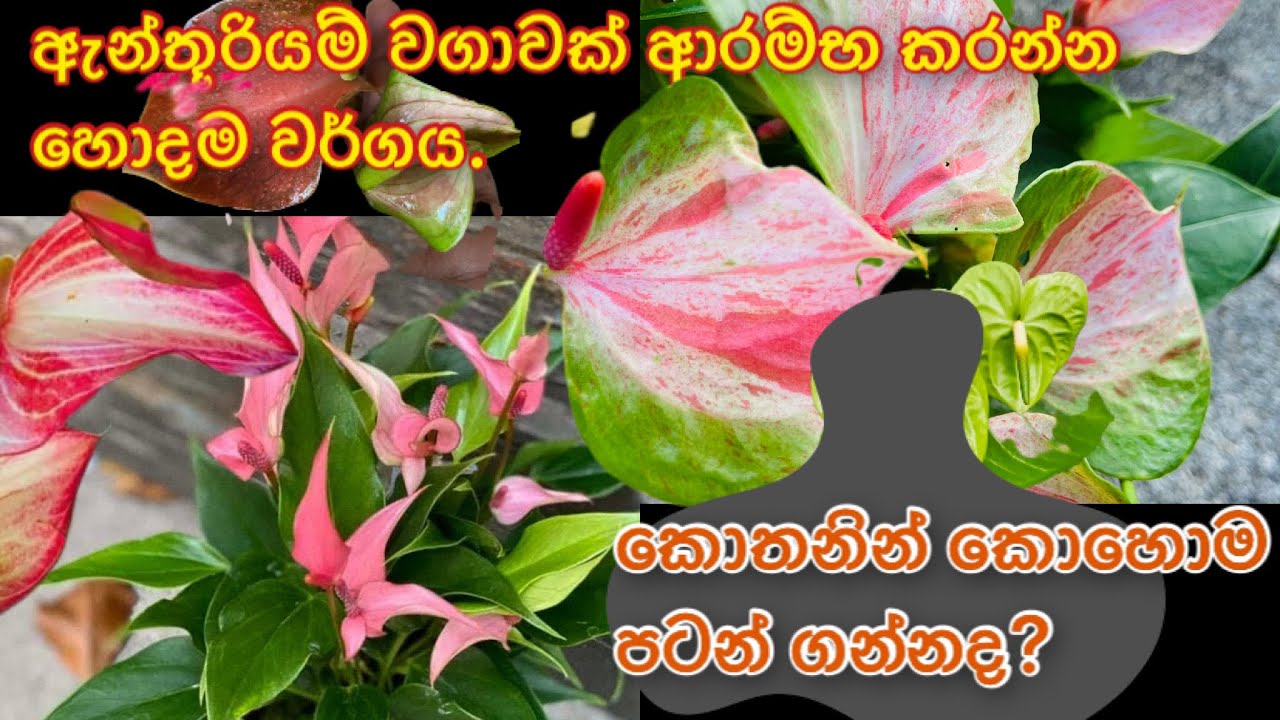 ව්‍යාපාරයක් පටන් ගැනීමට මිලට ගත යුතු සුදුසුම වර්ග. #hishi #srilanka #plants #anthurium #indoorplants