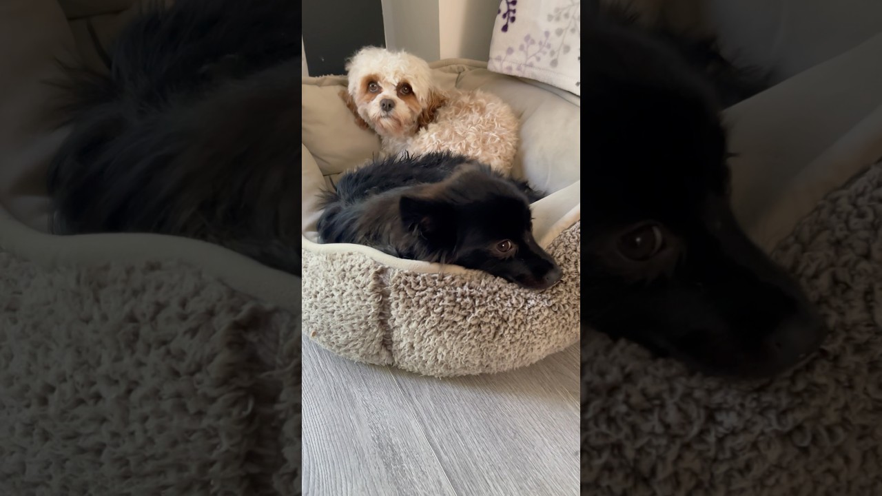 Napping Buddies