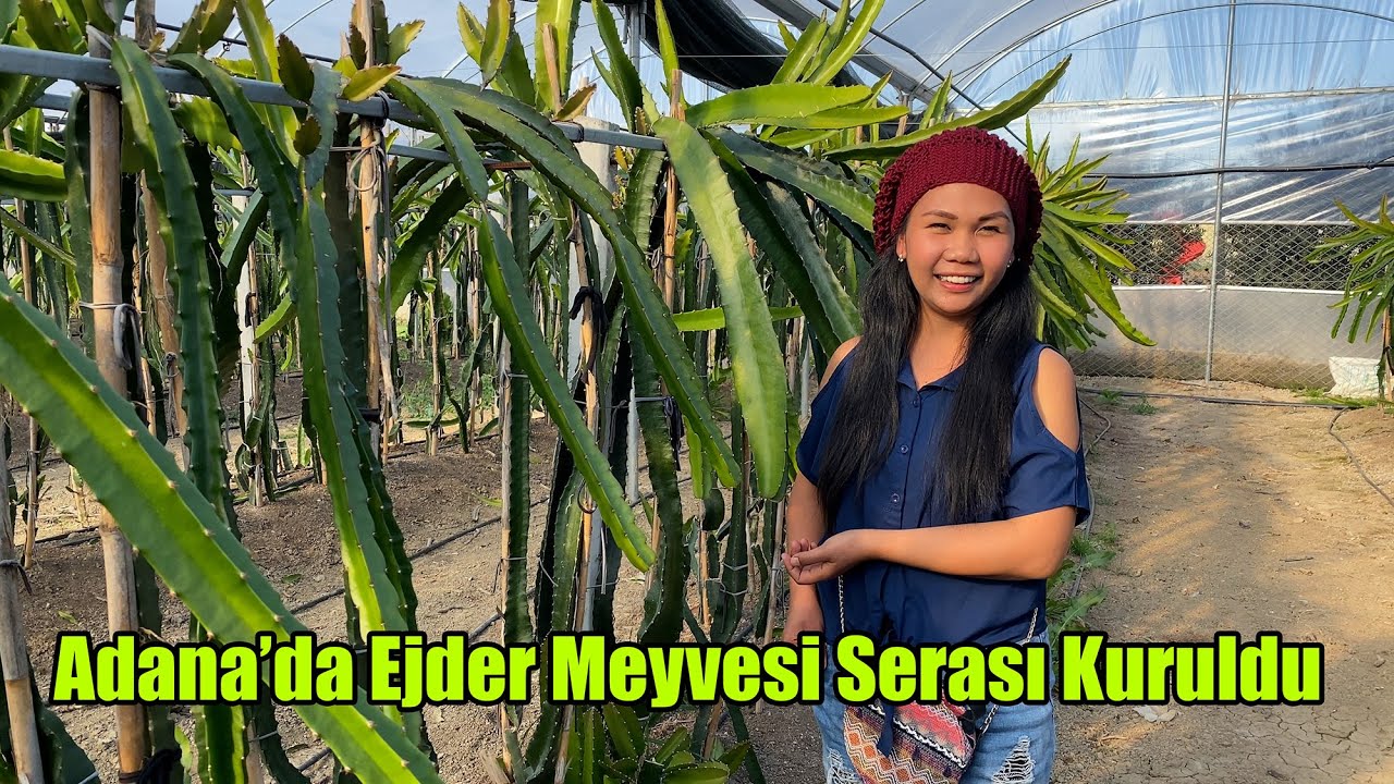 Adana'da da Ejder Meyvesi Yetiştiriciliği Başladı