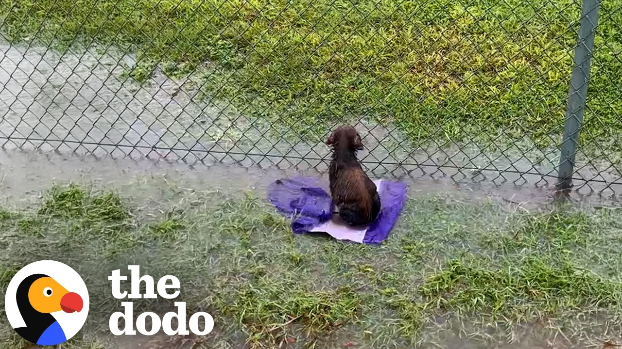 Puppy Abandoned On A Baseball Field Gets So Wiggly Opening Presents | The Dodo