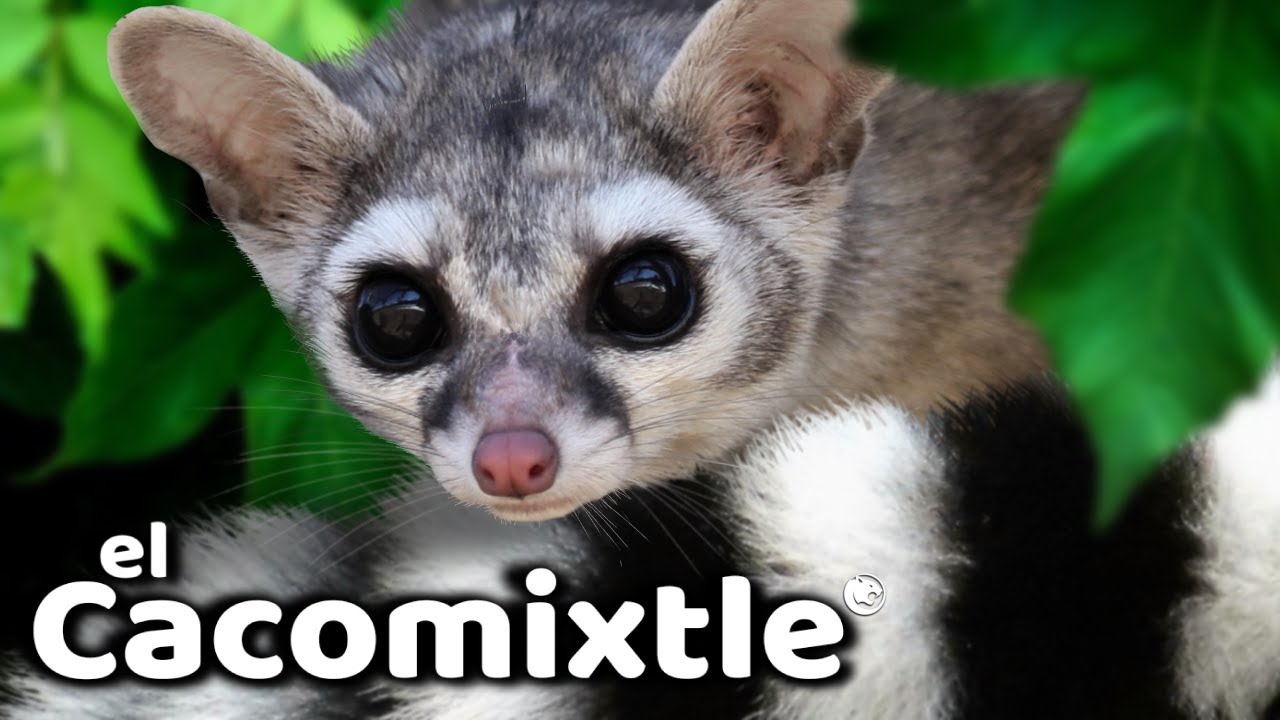 Cacomixtle - Un simpático visitante nocturno.