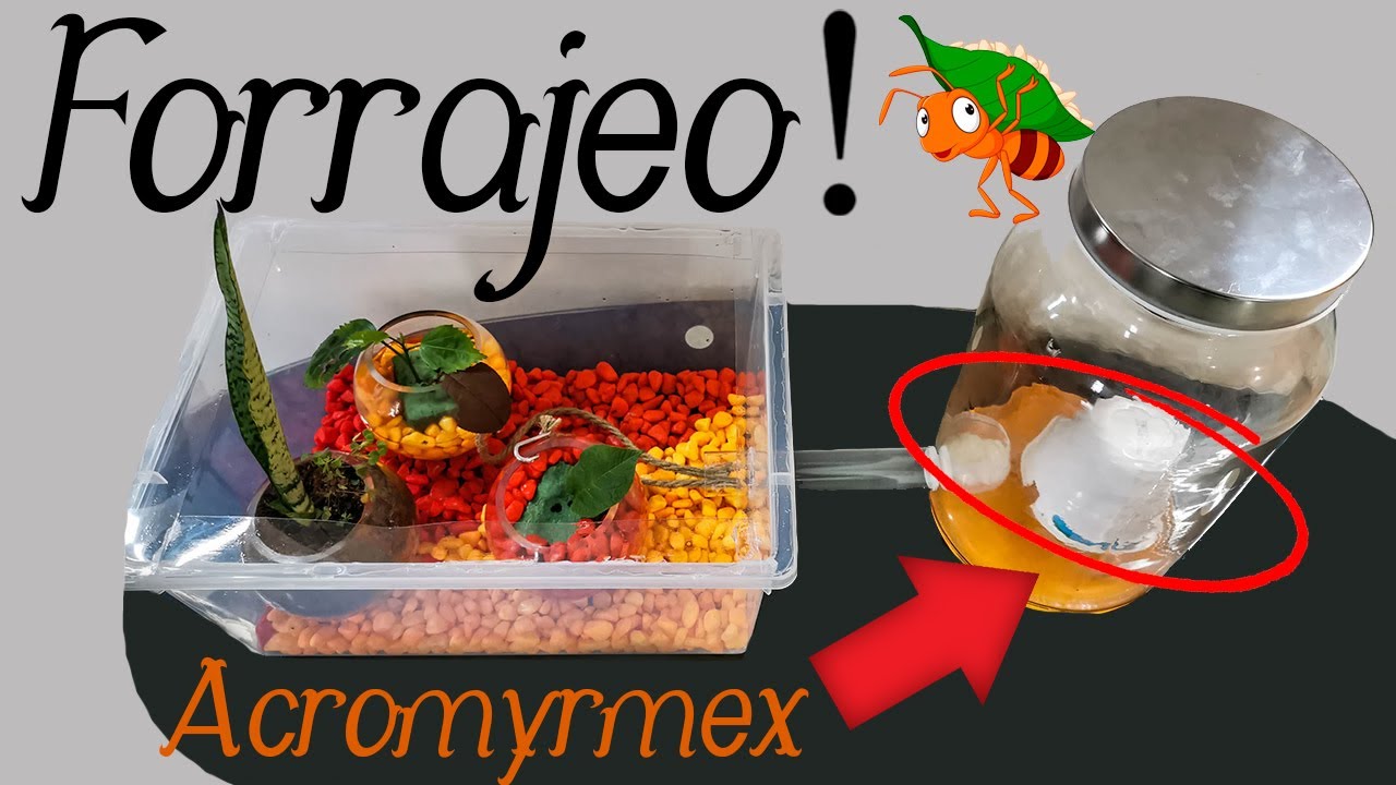 Como hacer un forrajeo para Acromyrmex 🌞 y Avance de colonia 🤩