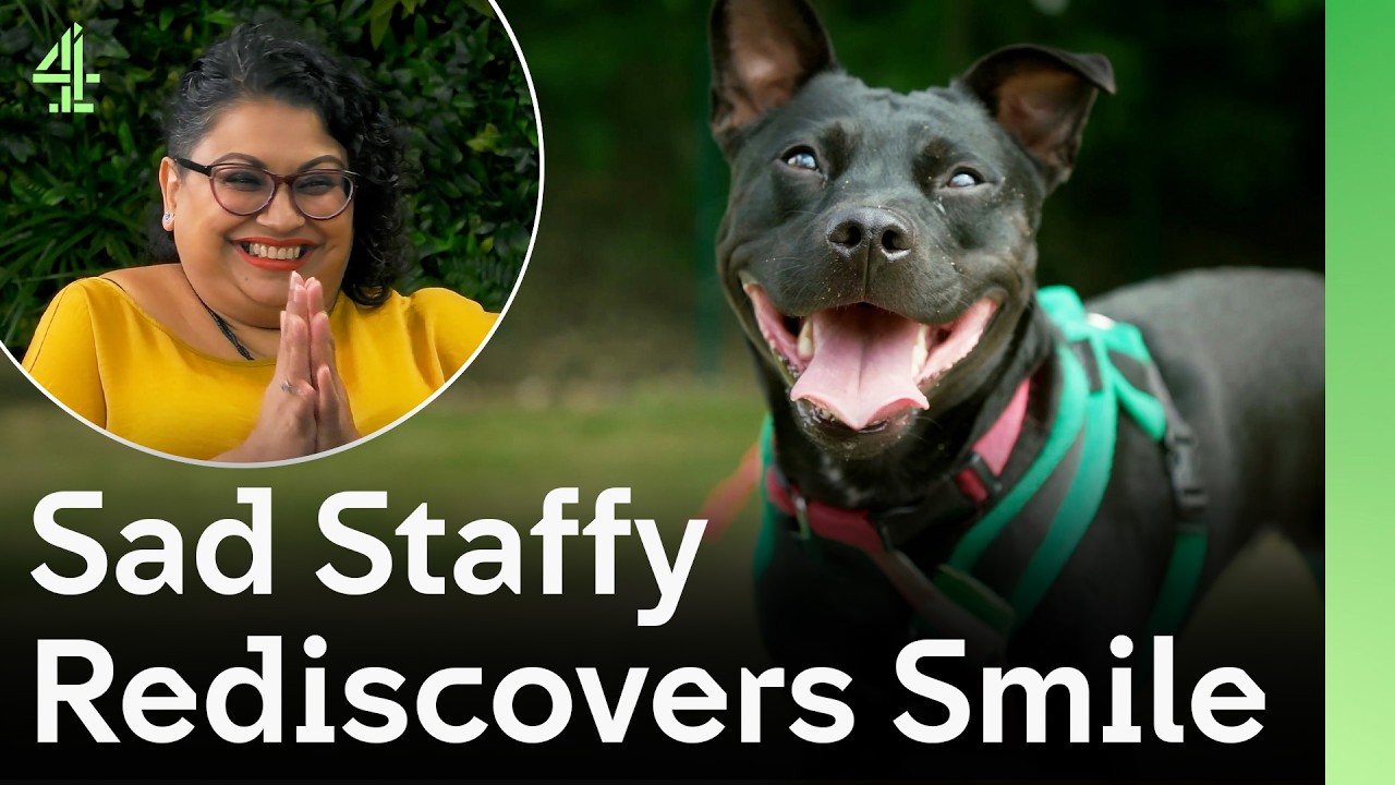 Staffy Finds Her Best Friend | The Dog House 🐶