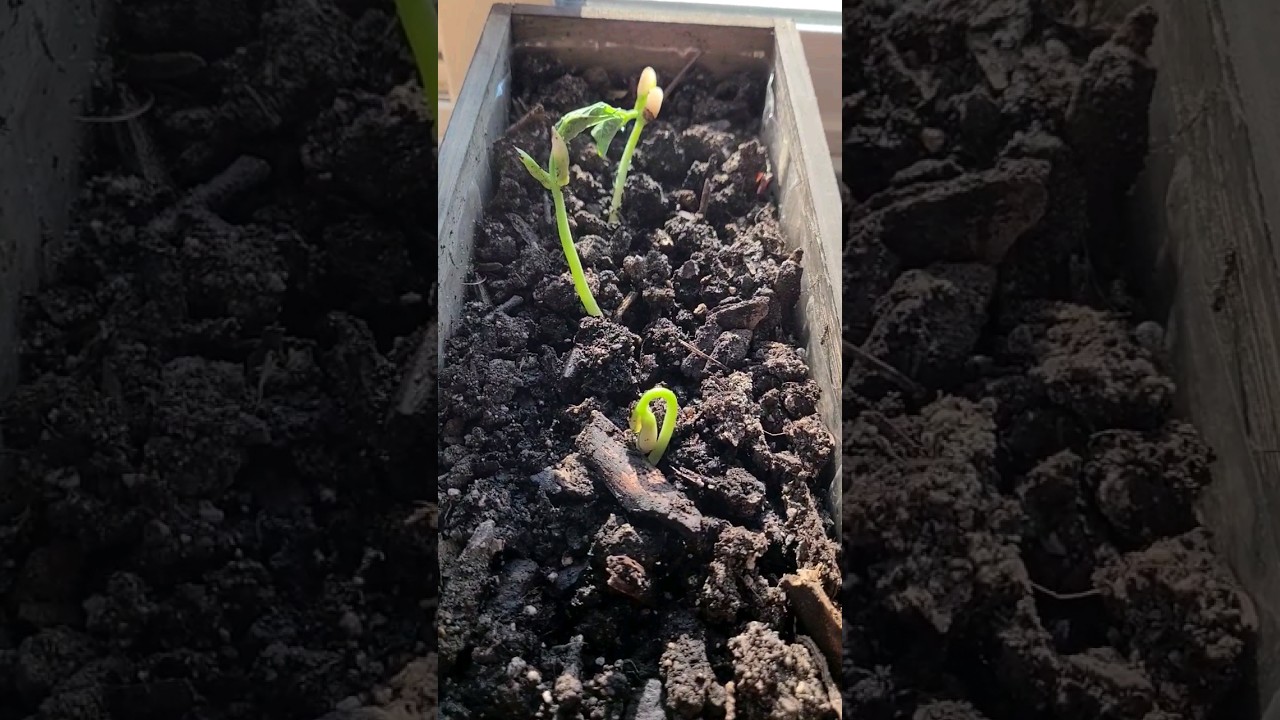 (8 days later) You can grow beans from seeds in the same harvest season! 🫘  #garden