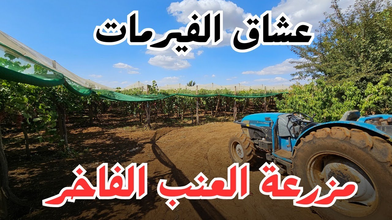 ❤️هذا هو المشروع يا سادة يا كرام | #مزرعة للبيع كلها عنب نواحي مكناس #الإستثمار_الفلاحي❤️