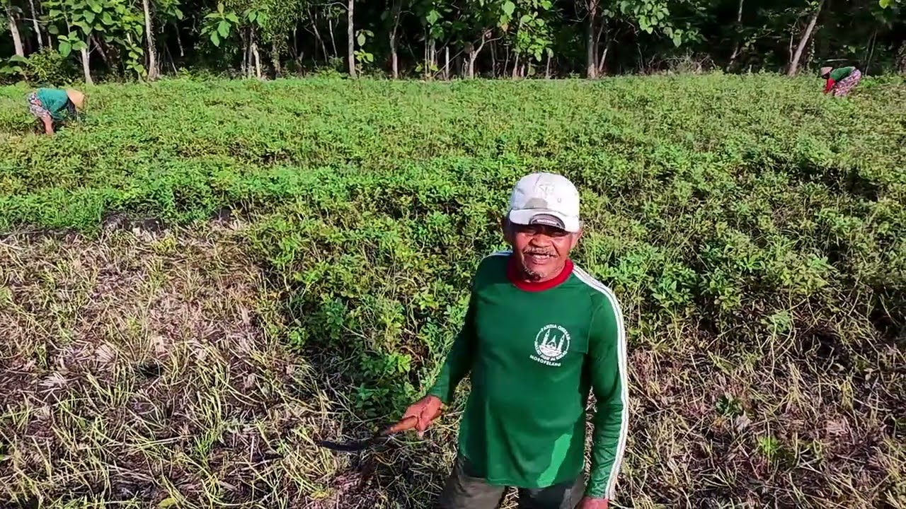 Harvesting peanuts in Java / Harvesting groundnuts in Java