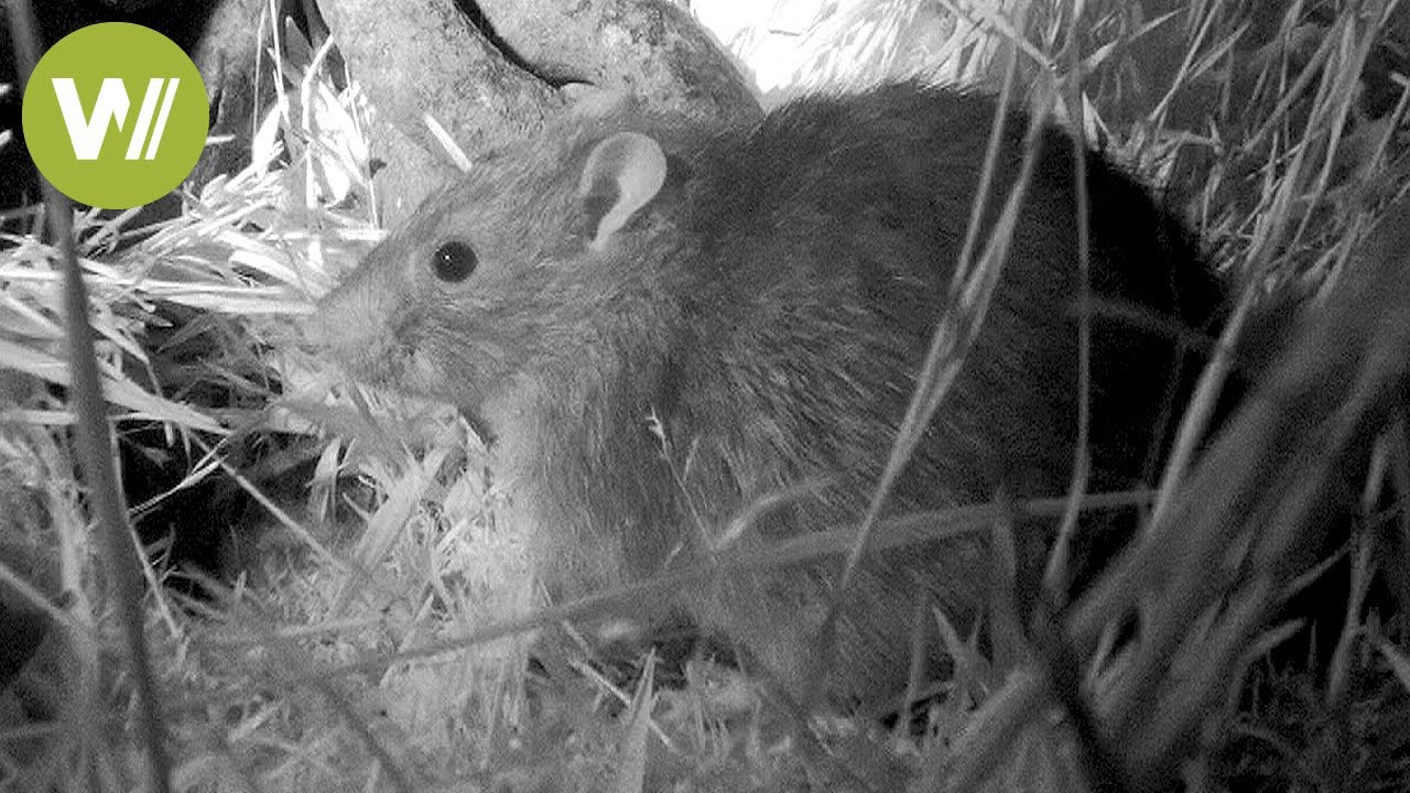 Rat hunting on South Georgia - The largest rat eradication mission in the world