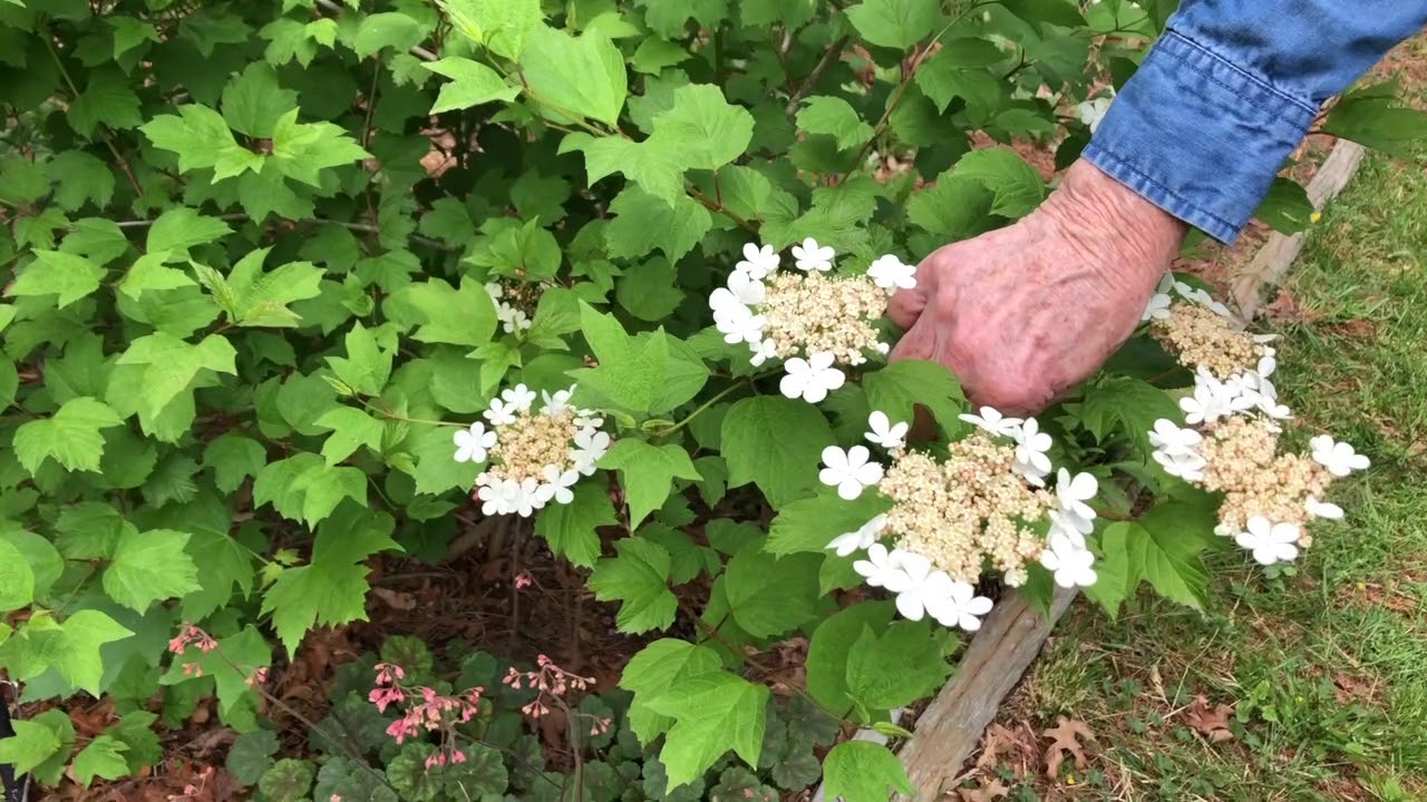 Home Native Landscaping - Viburnum
