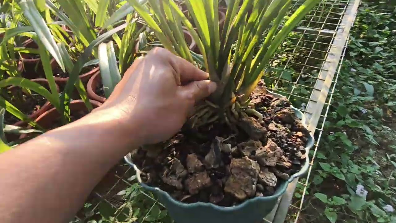 Chia cây quý - 0949261918