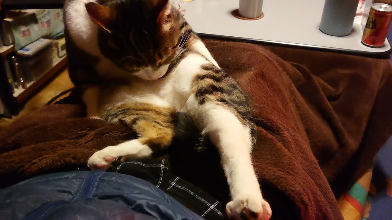 【猫となぜ】乗って目の前で毛繕いしたいみたいです。