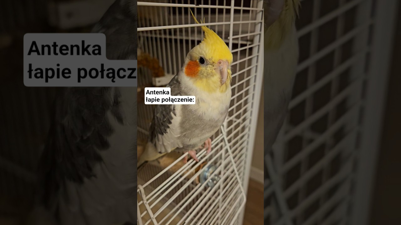 Dziwny ten modem #nostalgia #cockatiel