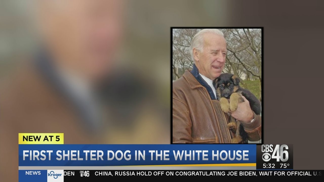 President-elect Joe Biden's rescue dog takes center stage