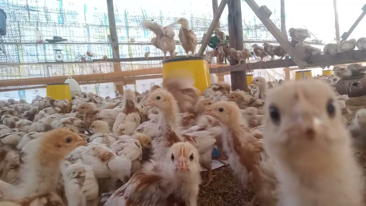 Chickens eat food (278)