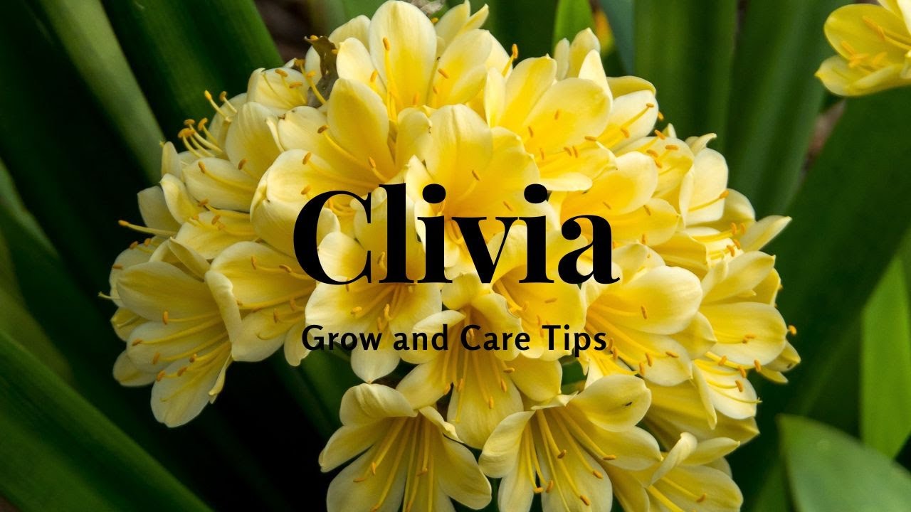 Clivia: Grow and Care Tips