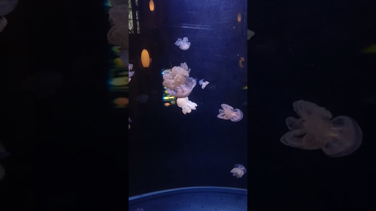 Германия.Берлин ,аквариум, берлинский апрель 2025 год. Deutschland,Berlin.Aquarium.