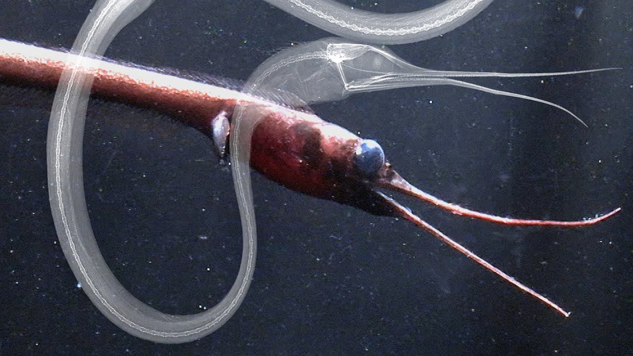 Deep sea fish has record number of bones in its spine