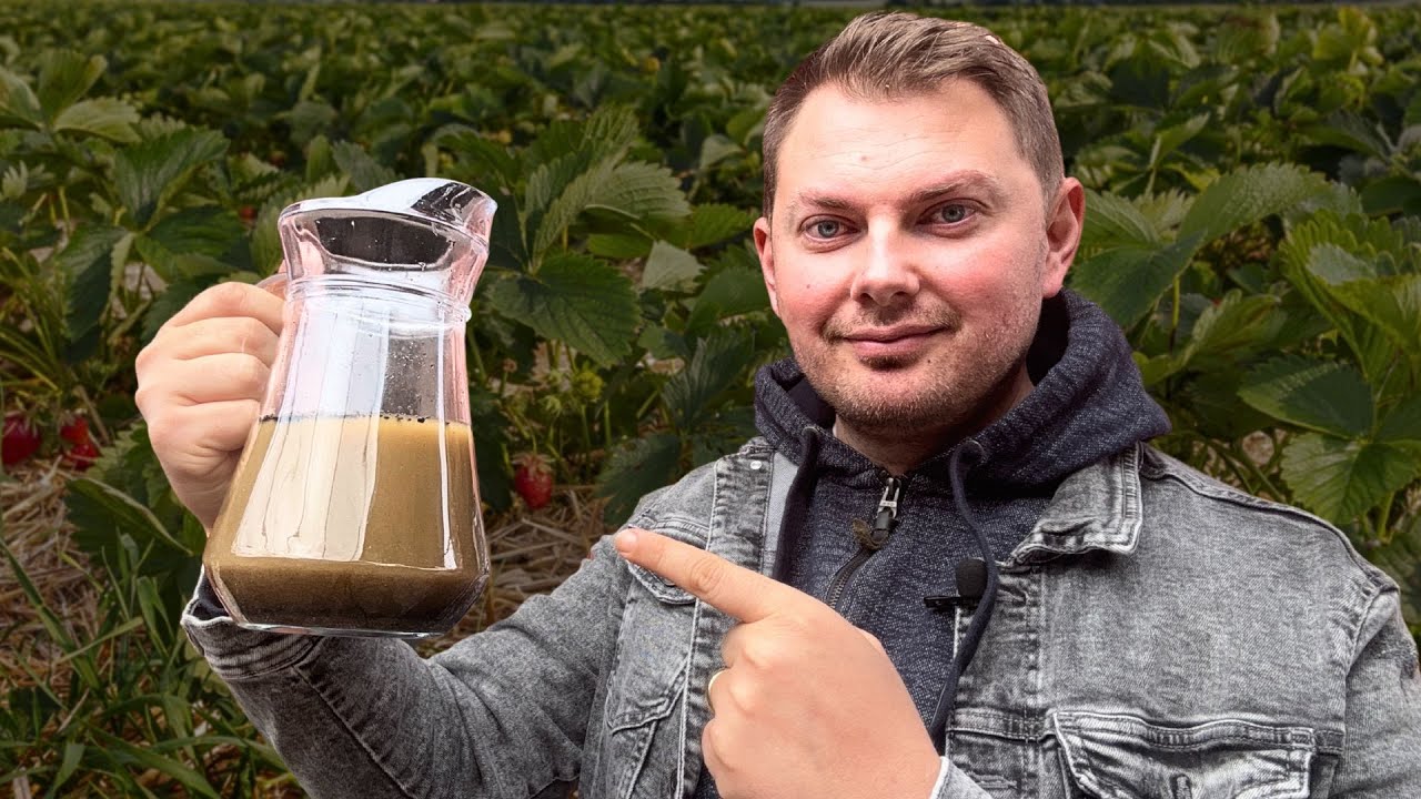 1 литр этого удобрения = 10 тачек навоза! 🍓 (Секрет гигантской клубники)