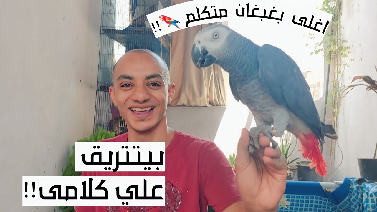 جبت اغلى بغبغان متكلم للتربية فى البيت مش هتصدقو بكام !! بيتتريق علياا البيه! وكان هيطير !