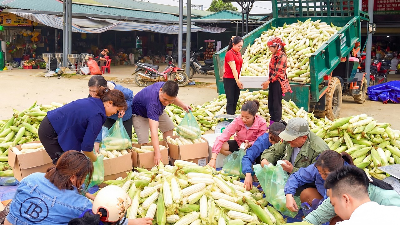 Buy 1000+ Tons Glutinous Corn From Farmers' Lush Green Cornfields, Transport Go to Market Sell