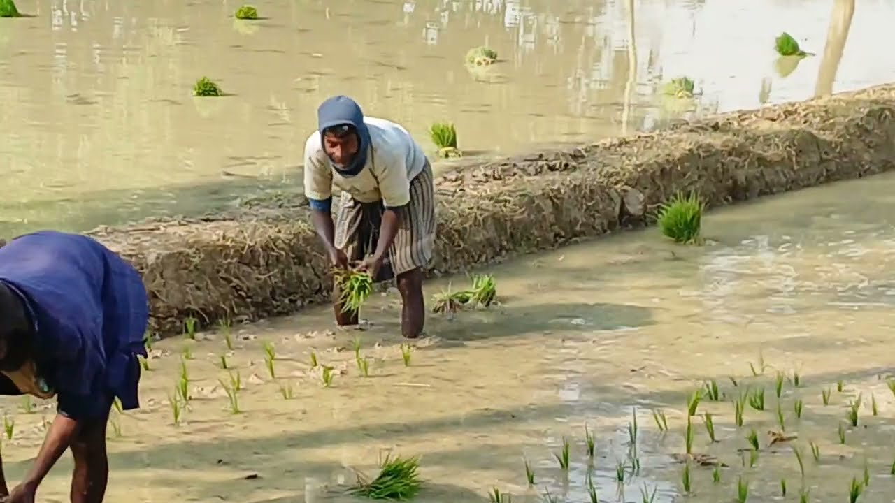 ধানের পাই কিন্তু সোজা হচ্ছে না  সোজা করে লাগানো লাগবে।  RS Minu Agro