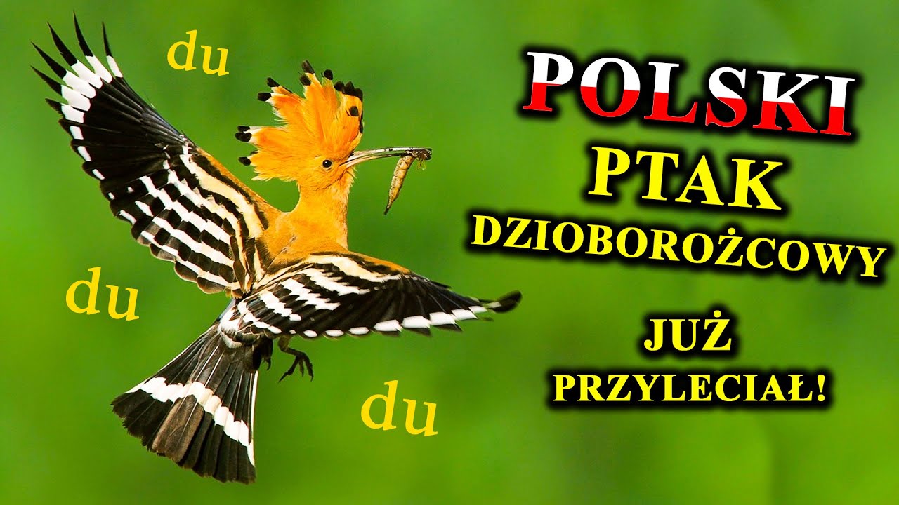 DUDEK - Piękny Ptak z Wielkim Czubem