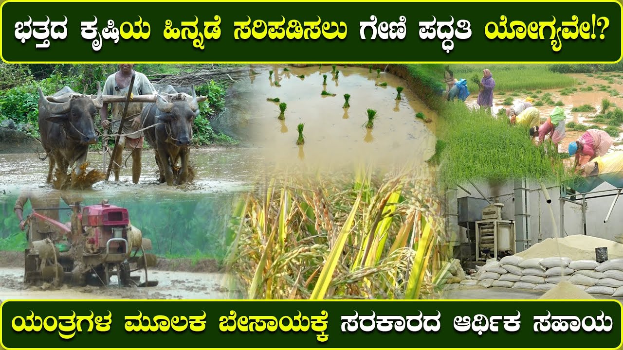 || ಭತ್ತ ಬೇಸಾಯದಲ್ಲಿನ ಅವಸ್ಥೆ ಅಕ್ಕಿ ಬಳಸುವವರಿಗೆ ಸಮಸ್ಯೆಕೇಳುವವರಾರು? ಸರಿ ಮಾಡುವವರಾರು? || ಕೃಷಿ ಖುಷಿ ||