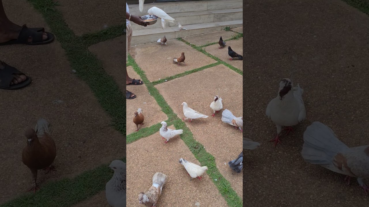 Le repas des pigeons