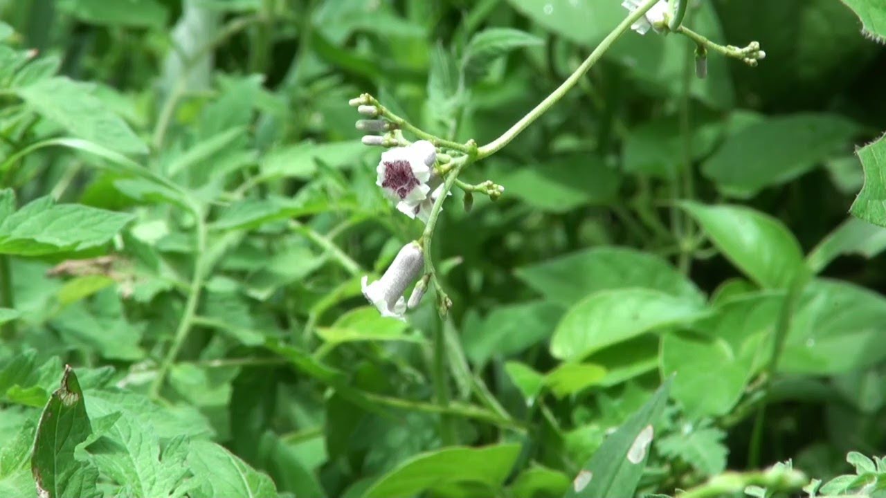 ヘクソカズラ　Skunk vine