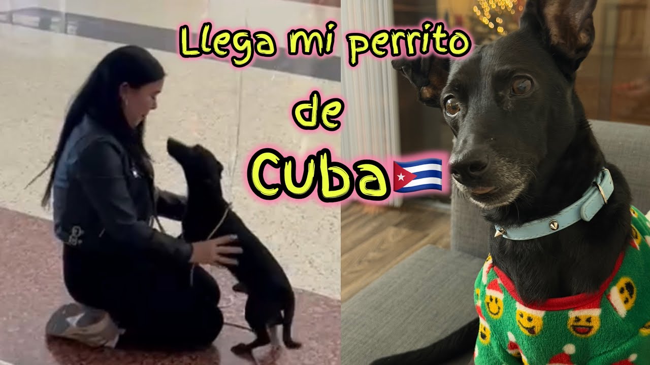 ASÍ LOGRÉ TRAER A MI PERRITO DE CUBA🇨🇺
