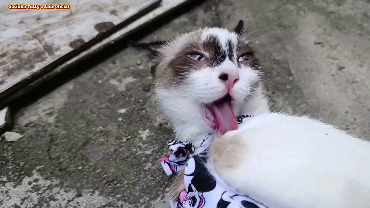Agatinha Jade foi castrada/está se recuperando bem! ❤️‍🩹 🐈