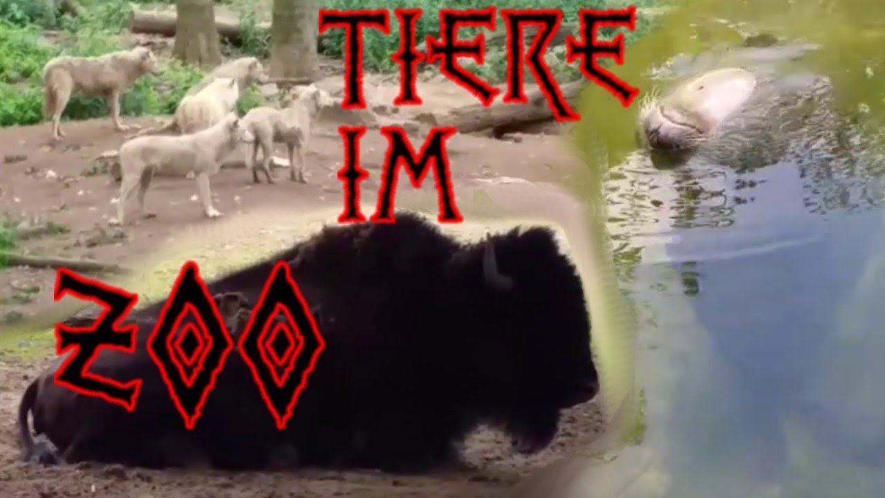 ★ Tiere chillen und spielen im Zoo ★