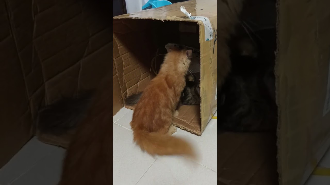 Mga pusa naglaro sa balikbayan box #persiancat 